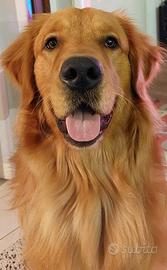Maschio Golden Retriever americano per monta
