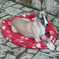 Whippet stupendo cucciolo