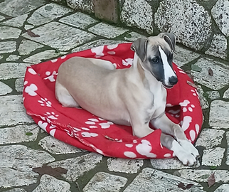 Whippet stupendo cucciolo