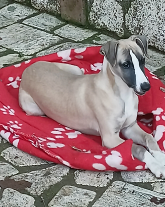 Whippet stupendo cucciolo