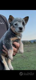 Cucciola cucciolo Cattledog 
