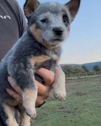 Cucciola cucciolo Cattledog 