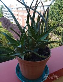 Piante  Grasse