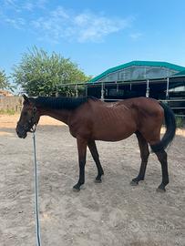 Cavallo