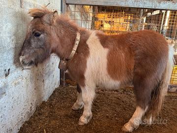 Pony alto 80 cm