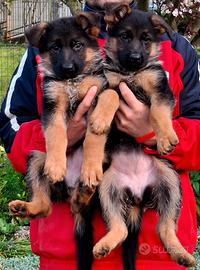 Cuccioli pastore tedesco