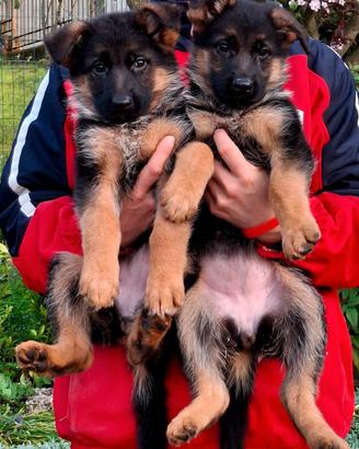Cuccioli pastore tedesco