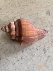 Conchiglie da collezione