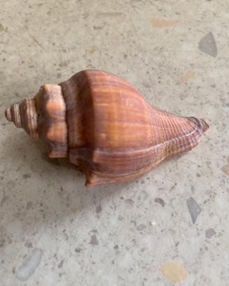 Conchiglie da collezione