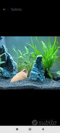 acquario per pesci
