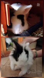 Coppia conigli testa di leone