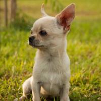 Chihuahua