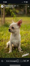 Chihuahua