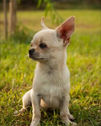 Chihuahua