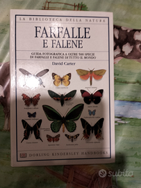 Farfalle e falene