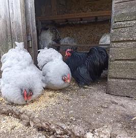 Galline e galli razze ornamentali