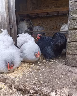 Galline e galli razze ornamentali