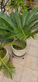 cycas in vaso