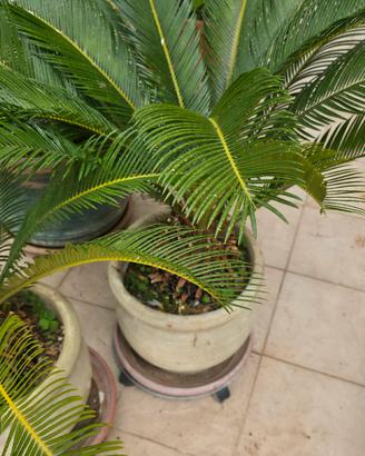 cycas in vaso