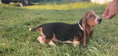 Cucciole Bassethound