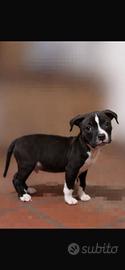 Cucciolo Pitbull gratis