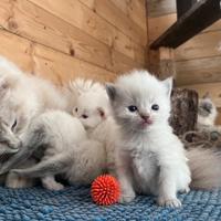 Ragdoll con pedigree