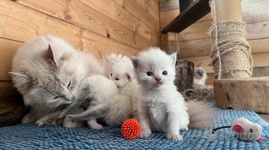 Ragdoll con pedigree