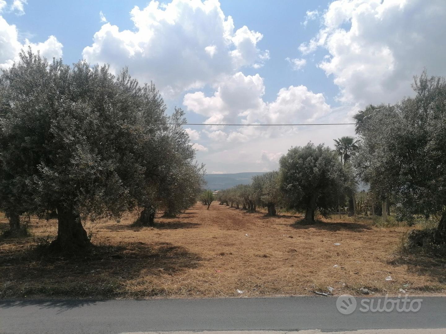 Terreno "CS" in c.da Billona - Comiso Rif. T293 - Vista 5