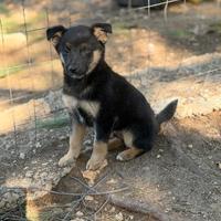 Cocco cucciolo taglia medio piccola