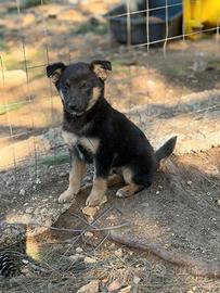 Cocco cucciolo taglia medio piccola