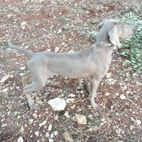 Dono cane weimaraner