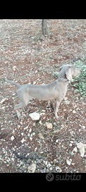 Dono cane weimaraner