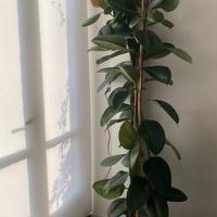 Ficus pianta da interno