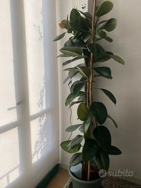 Ficus pianta da interno