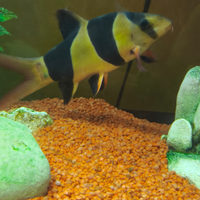 Potia Pagliaccio, pesce acquario dolce