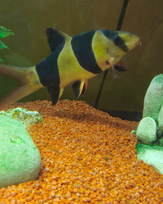 Potia Pagliaccio, pesce acquario dolce