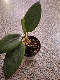 piantina hoya 