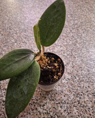 piantina hoya 