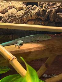 Phelsuma Standingi
