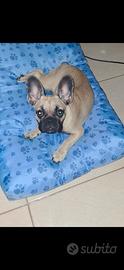 Bulldog francese