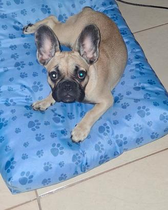 Bulldog francese
