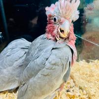 Galah/cacatua rosa (Eolophus roseicapilla)