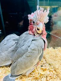 Galah/cacatua rosa (Eolophus roseicapilla)