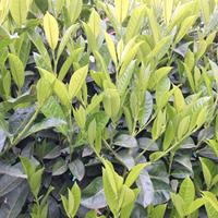 Siepe lauroceraso sana e bella alta sana