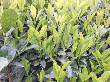 Siepe lauroceraso sana e bella alta sana