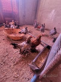 Giovani esemplari galline moroseta sebepoolt.brama