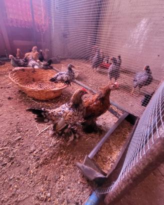 Giovani esemplari galline moroseta sebepoolt.brama