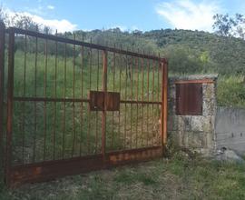 Terreno agricolo uliveto Castel Madama