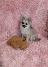 Pomerania spitz nano piccola femminuccia crema
