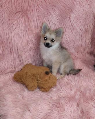 Pomerania spitz nano piccola femminuccia crema